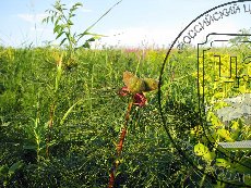 Пион тонколистный 007